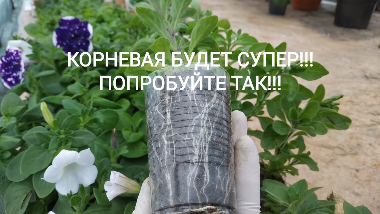 ХОТИТЕ НАРАСТИТЬ МОЩНЫЙ КОРЕНЬ У ВАШИХ РАСТЕНИЙ, ТОГДА ДАВАЙТЕ СДЕЛАЕМ ЭТО ВМЕСТЕ!СПОСОБЫ РАБОЧИЕ!!!