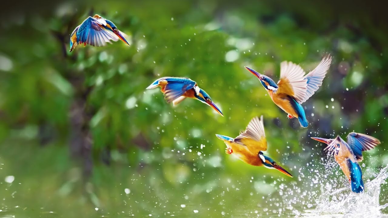 Flight Song