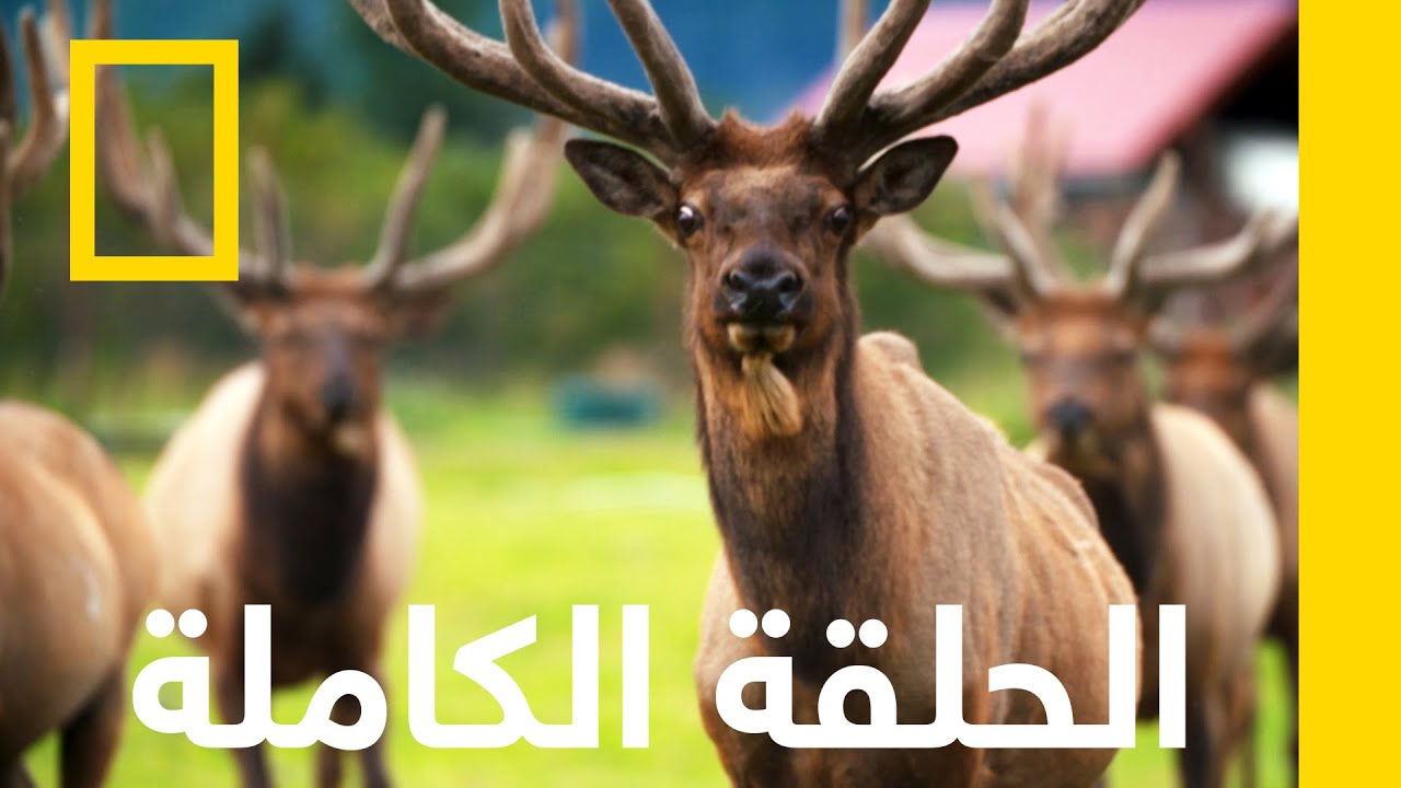البطة والموظ | عمليات إنقاذ حيوانات ألاسكا | ناشونال جيوغرافيك أبوظبي