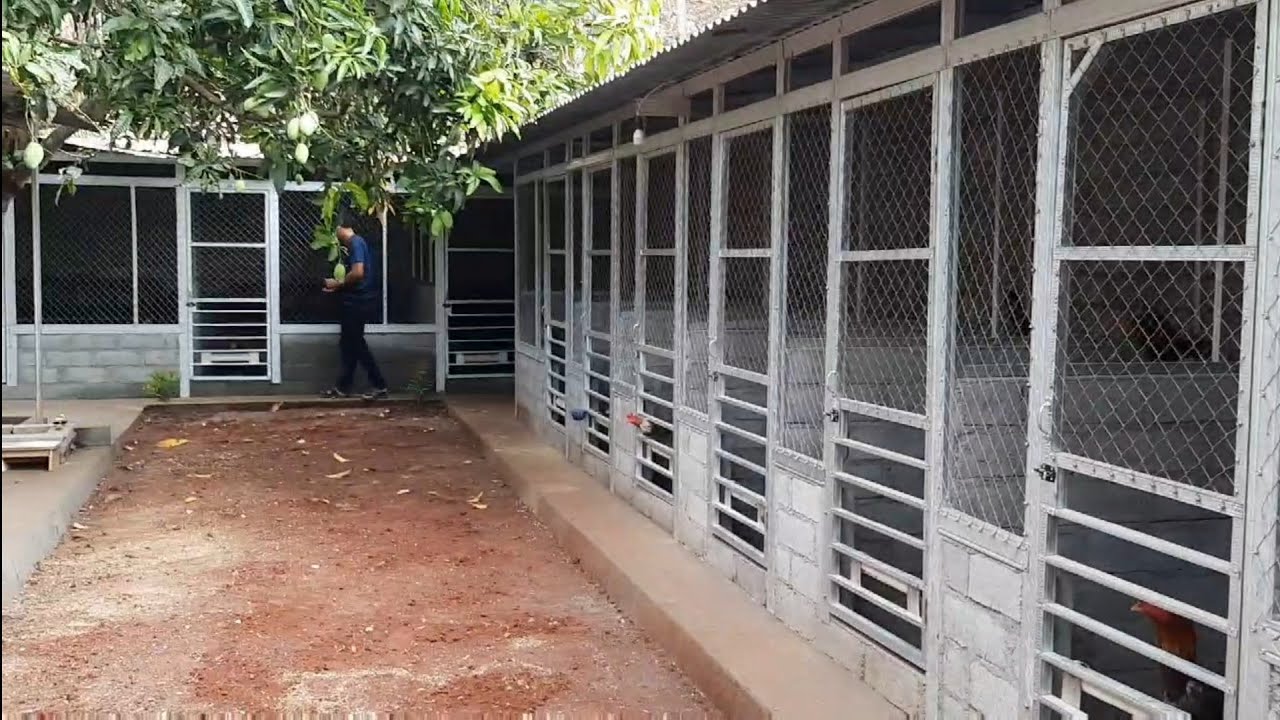 MELIHAT PETERNAKAN AYAM JENIS BANGKOK TRAD,BANGKOK,MANGON,PAMANGON,PAMA MAS DIDIK KEMBALI