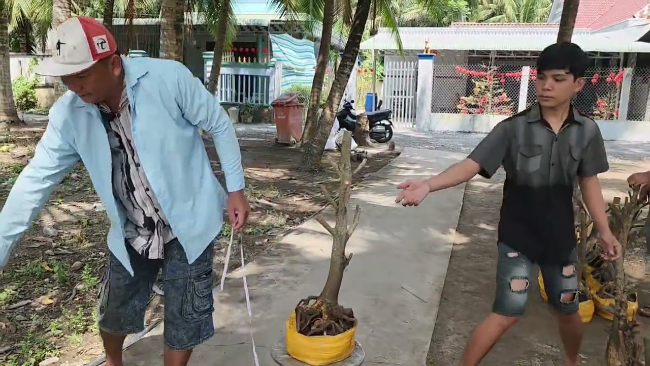 Mùng 3 Tết MC a Phong 0355937917 phôi mai bonsai đẹp vip giá rẻ