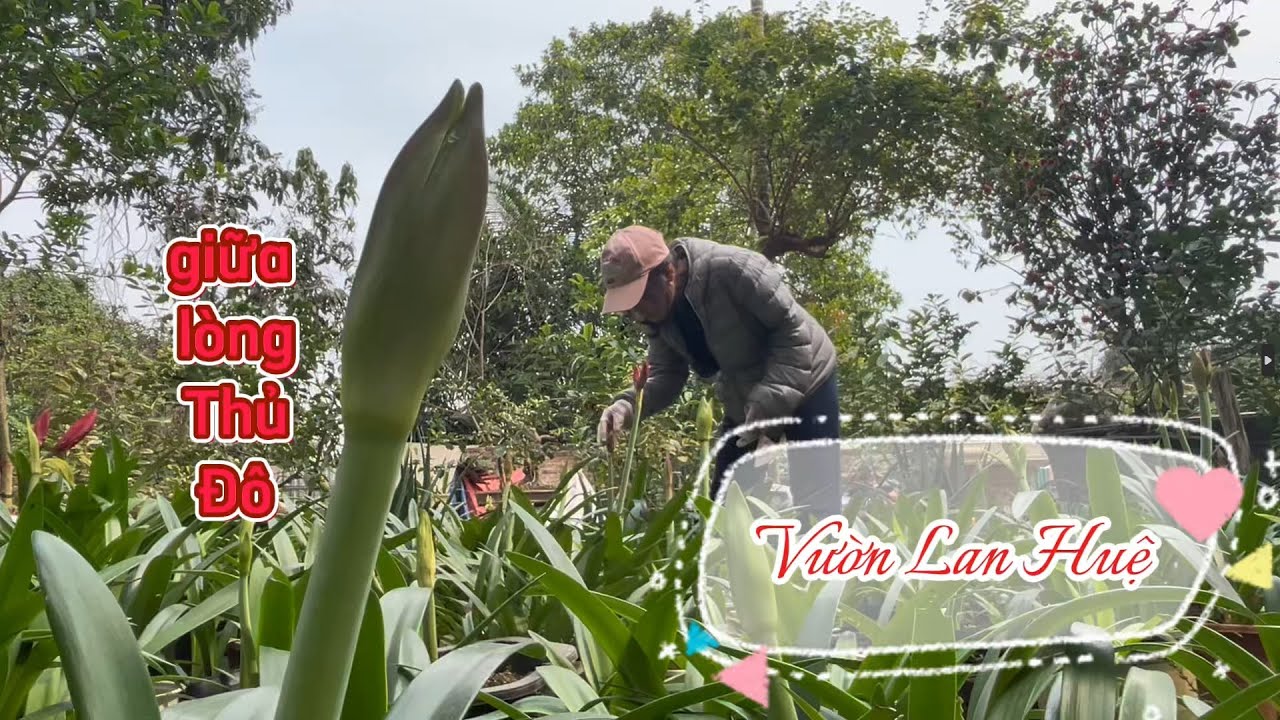 Vườn hoa lan huệ tại Hà Nội, chăm sóc lan huệ, lai ghép thụ phấn lan huệ sáng tạo lan huệ đơn và kép
