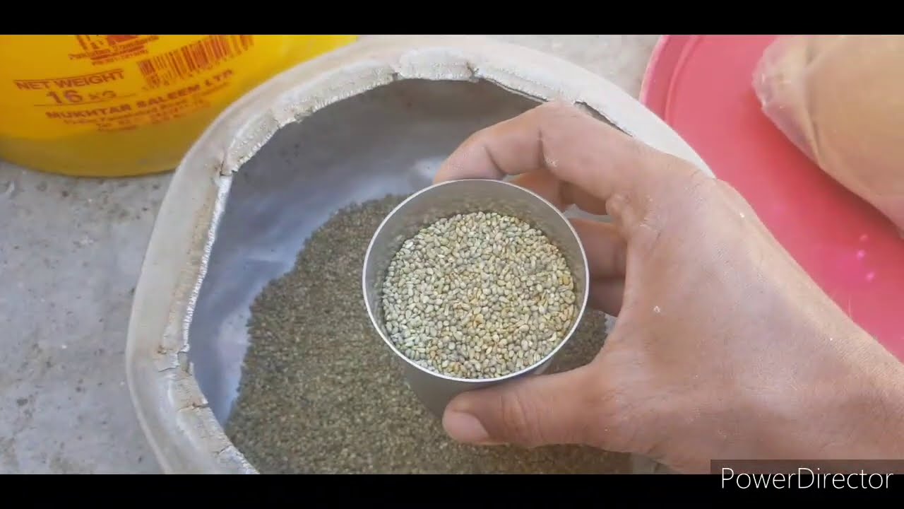 Amad ki mani tip gola kabbutar ka lay