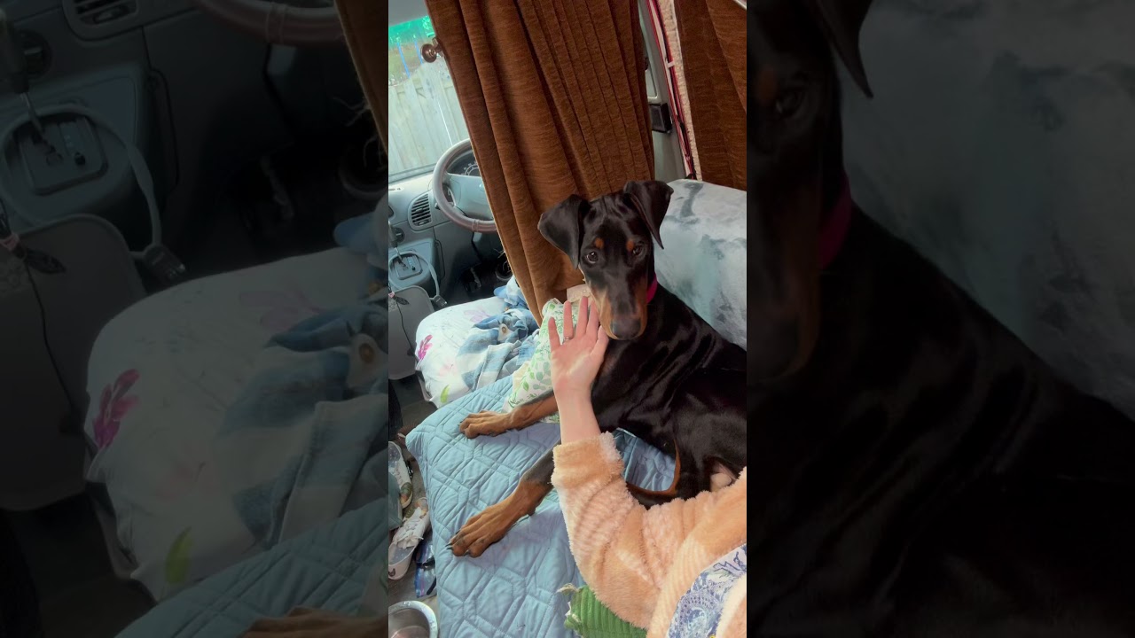DAY 2 VanLife with a Doberman #puppy #doberman  #vanlife #vanlifecanada #vanlifeontario