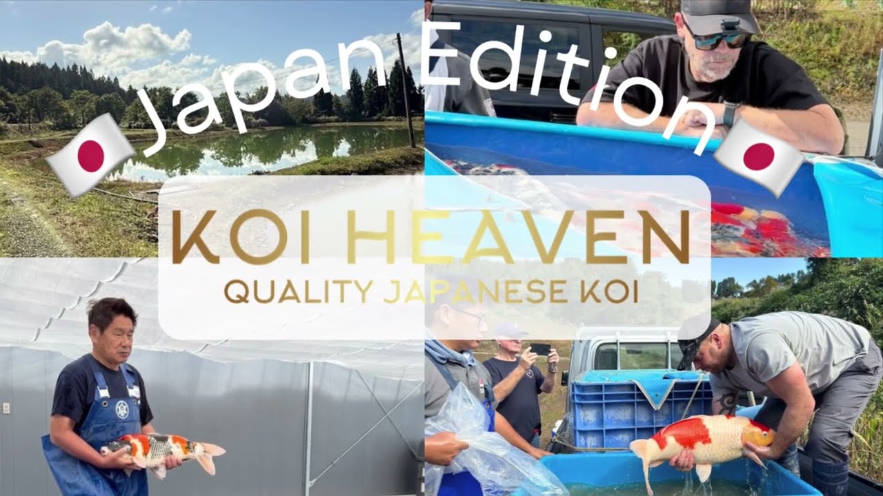 Koi heaven Japan edition 2025