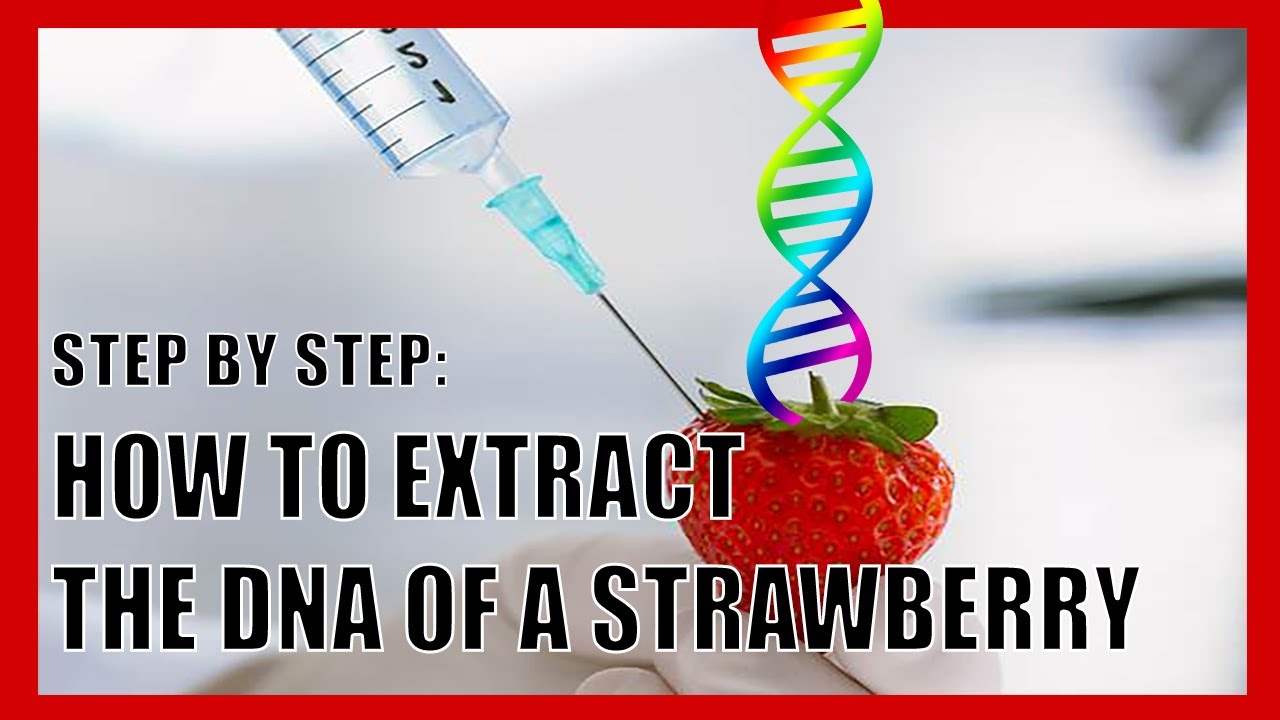 How To Extract the DNA of Strawberries (Simplified)
