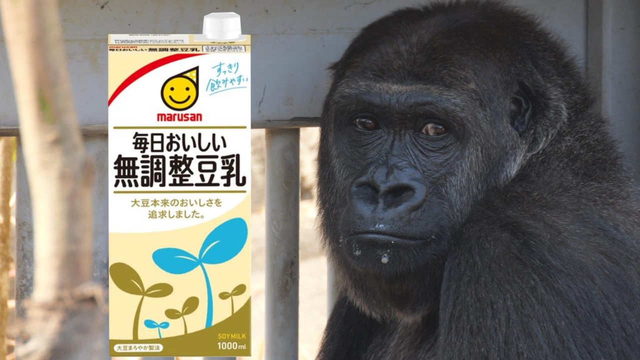モンタとモモカの無調整豆乳　千葉市動物公園　チンパンジー　ゴリラ　202602