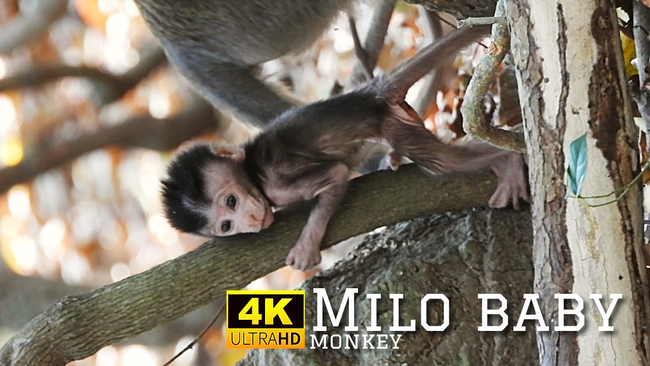 Baby Milo's miserable life​ - poor baby Milo's Mom gave milk to him