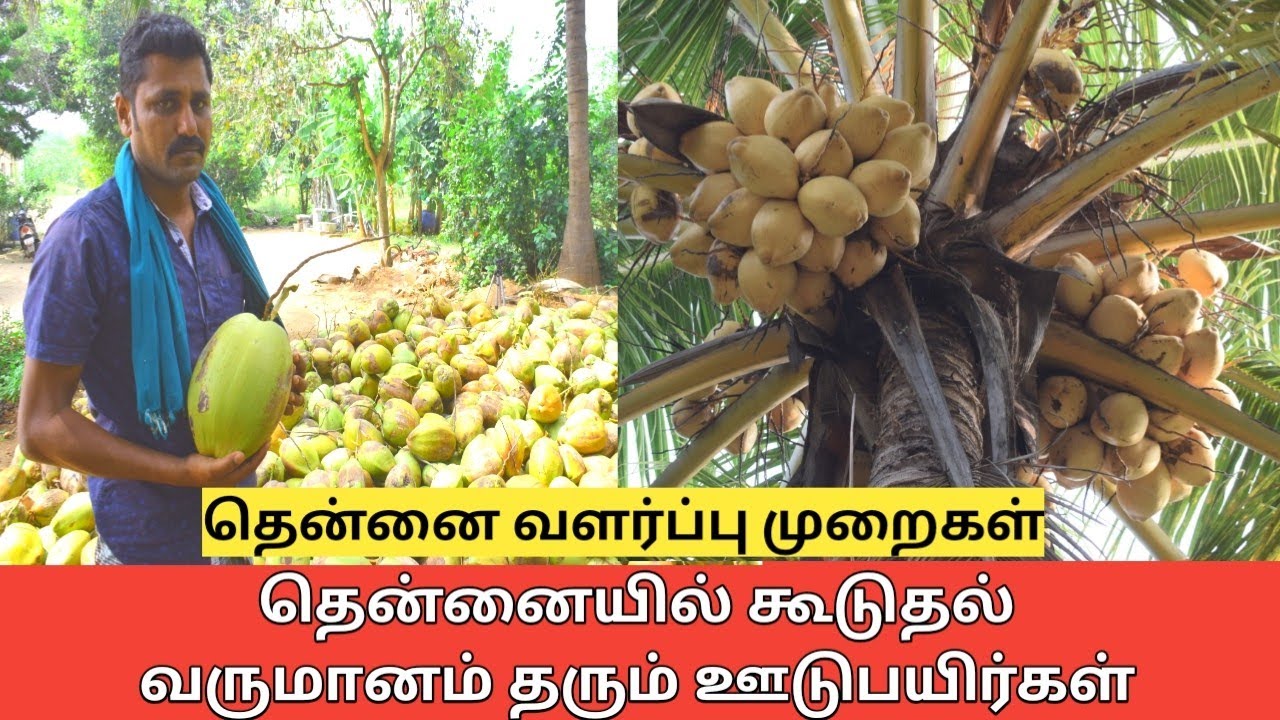 தென்னையில் இயற்கை உரத்தில் அதிக உற்பத்தி செய்யும் வழி முறைகள் | Organic coconut harvest
