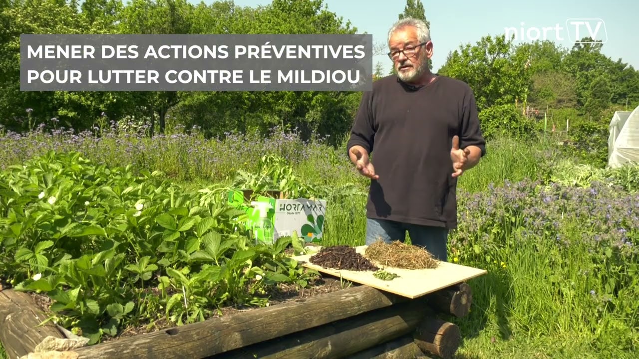 Jardiner au naturel # 8 - Le mildiou de la tomate