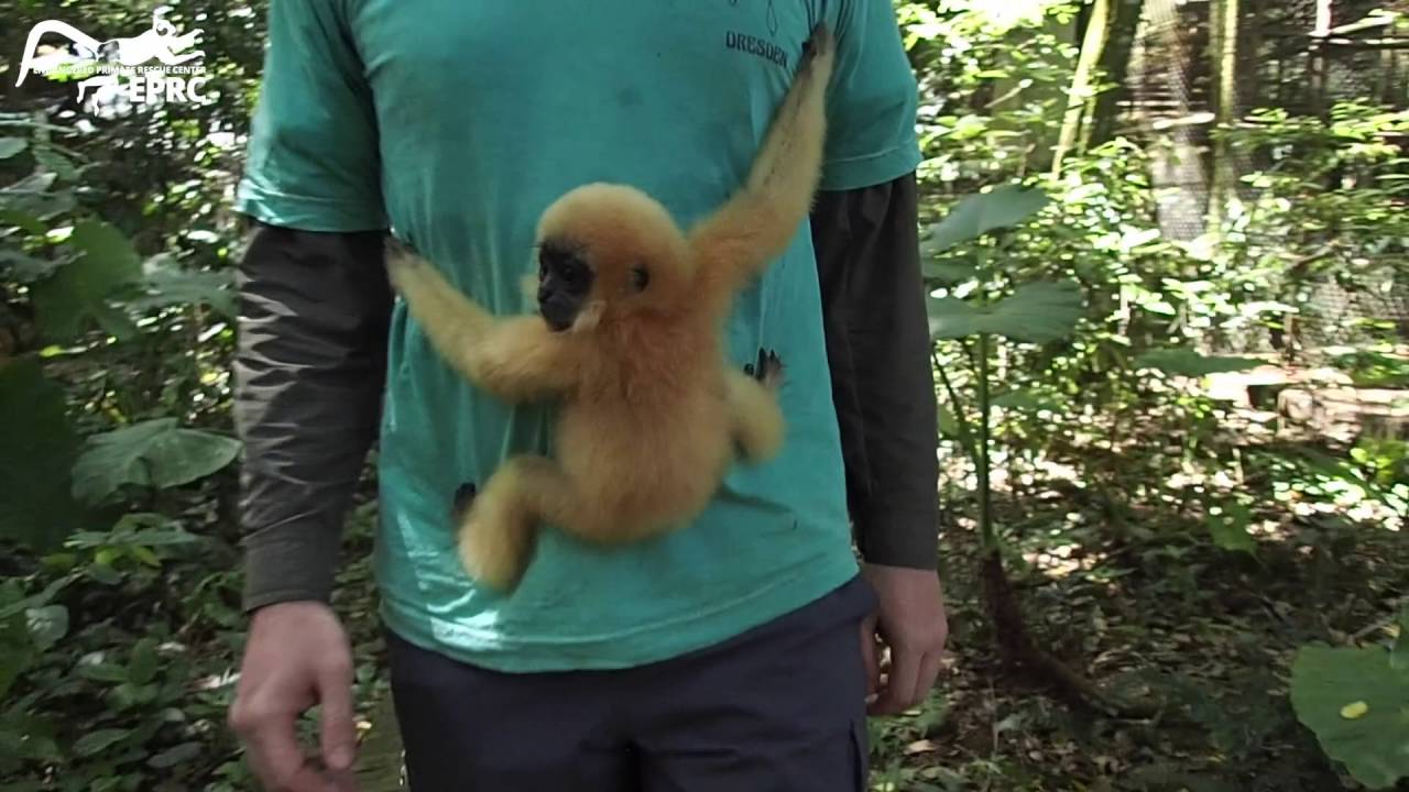 Hand-feeding baby gibbon for the first time