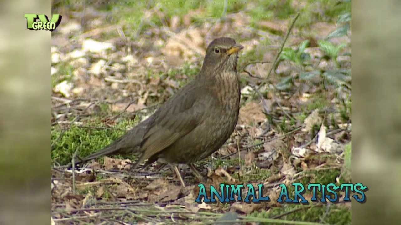 Garden Birds: Blackbird, Robin,Great tit, Finch - Merel, Roodborst, Koolmees, Vink
