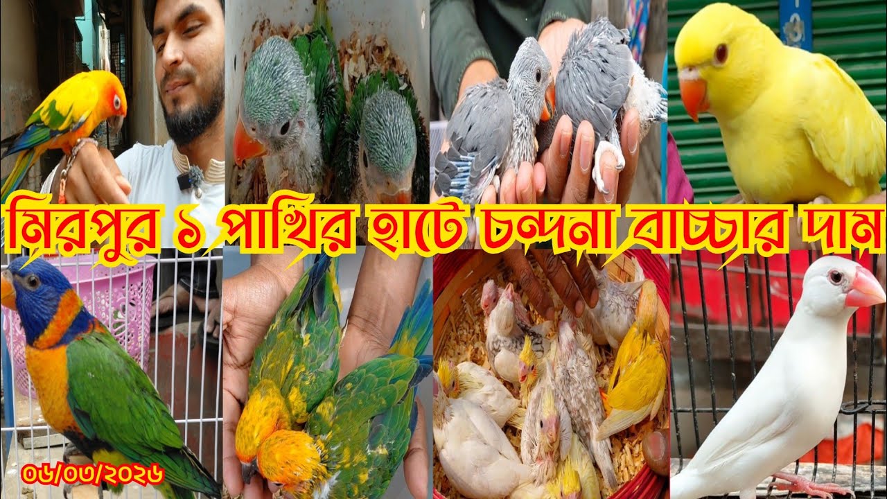 মিরপুর ১ পাখির হাটে চন্দনা বাচ্চার দাম || Mirpur 1 Pakhir hat Bird market মিরপুর ১ পাখির হাট ২০২৬
