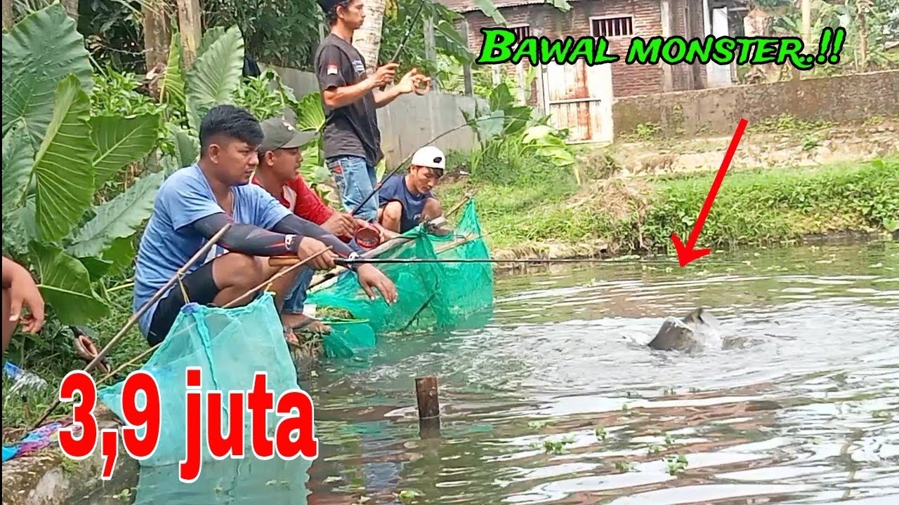 Saya Nyesel tidak ikut‼️Mancing Bawal paling menegangkan..