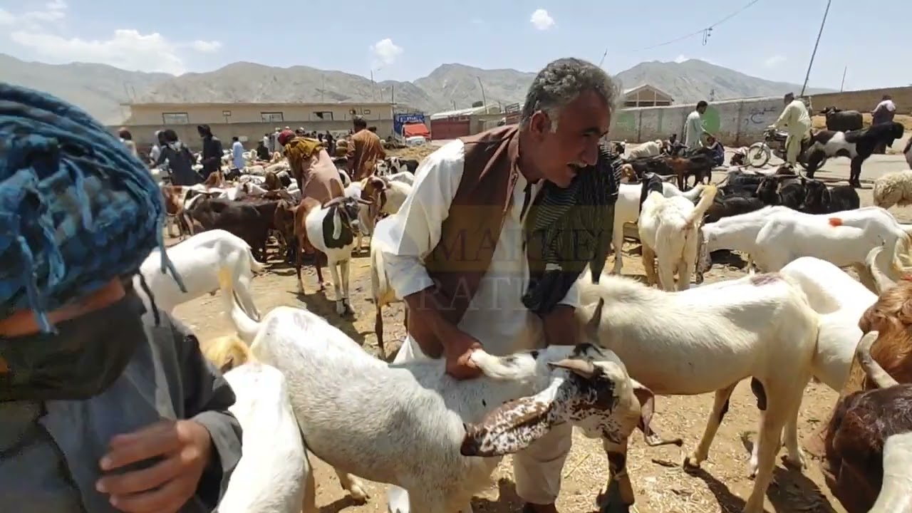 بکرا منڈی کوئٹہ کی تازہ ترین صورتحال  @MarketRate-k8g
