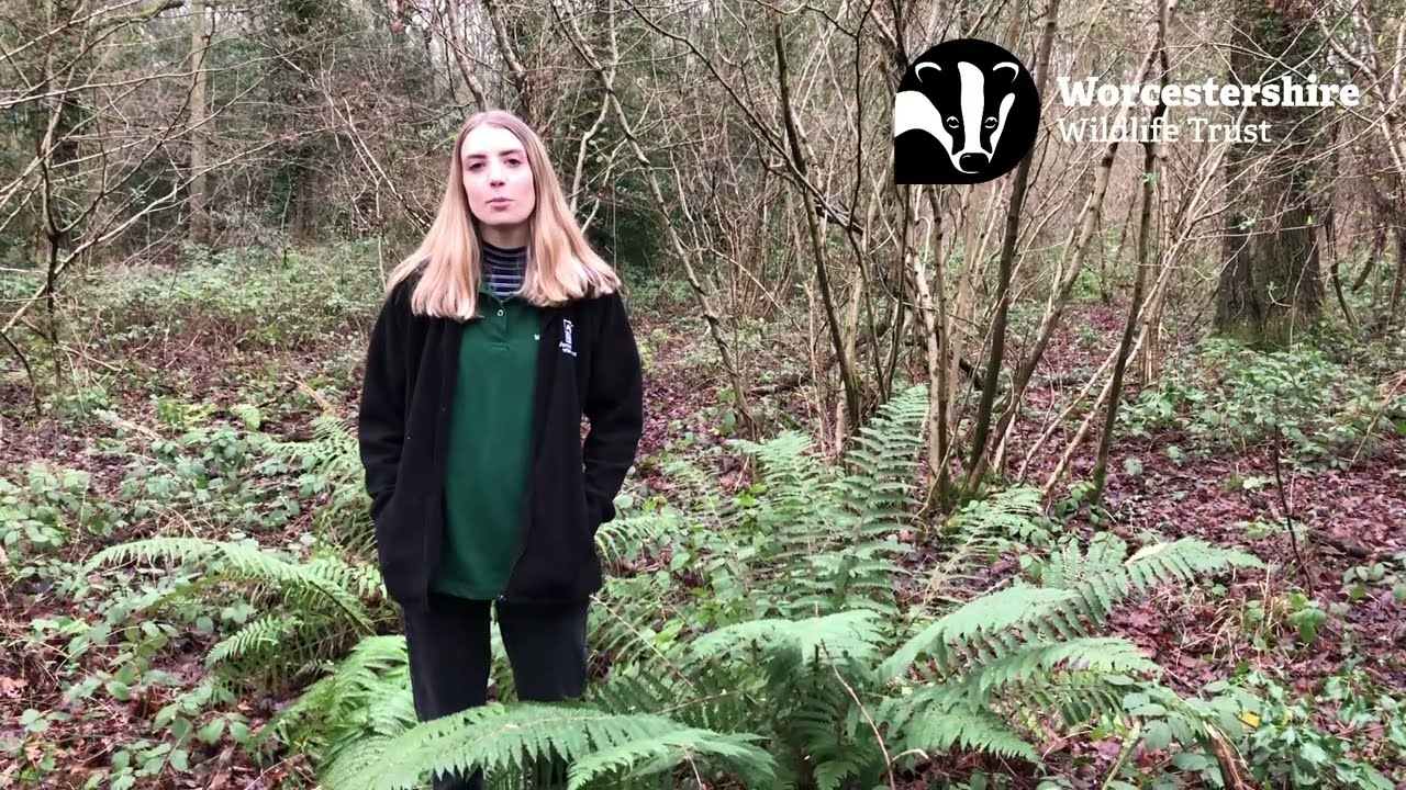 Seasonal spot...ferns and bracken