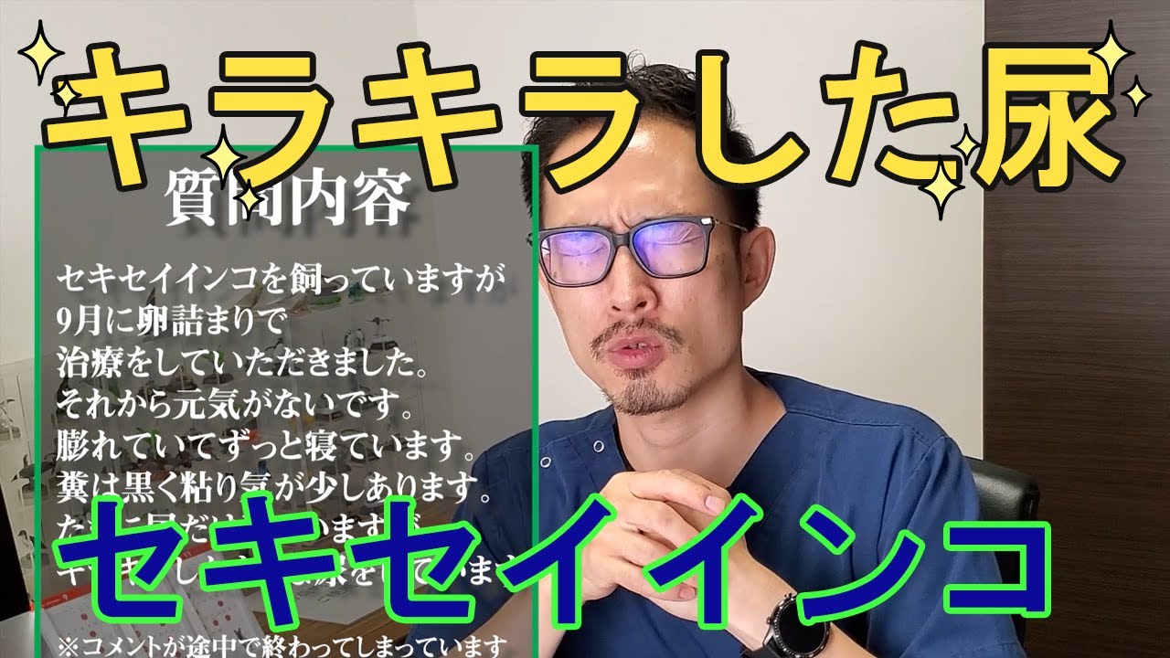 【質問コーナー】獣医師がペットの質問にまた答えます！⑤