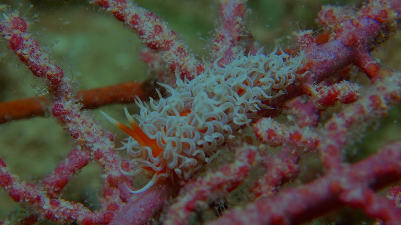 Diving Semporna, January 2026