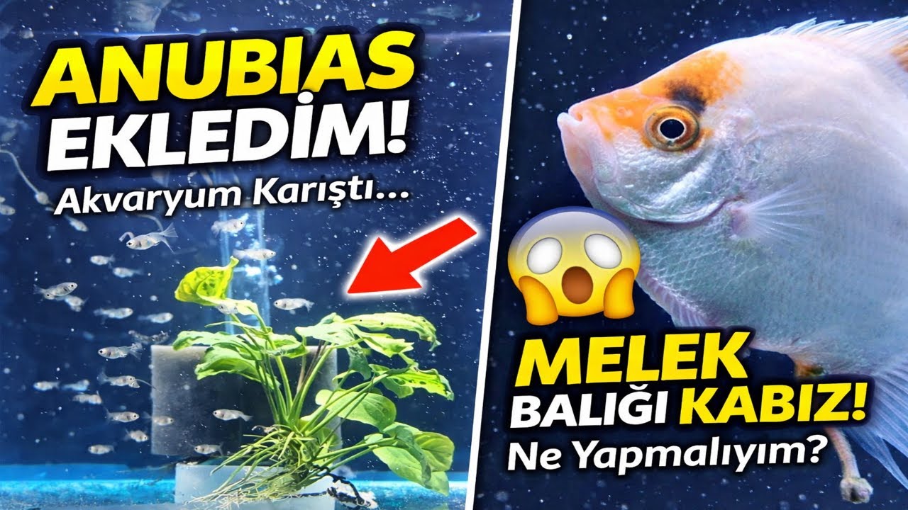 Lepistes Akvaryumuna Anubias Ekledim!  Bölüm 3 I 09.01.2026  (5 Günlük Yavrular, Kabız Olan Melek)