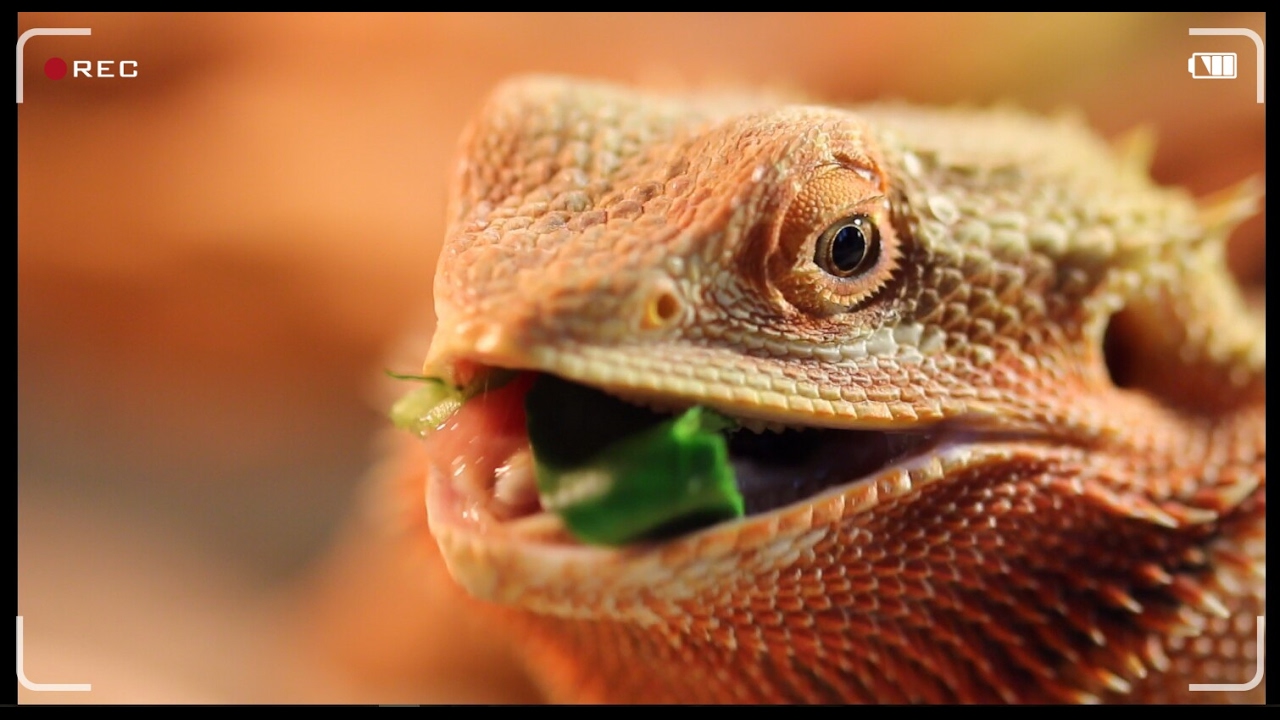 Agama vousat&aacute; / AnimalShow #2