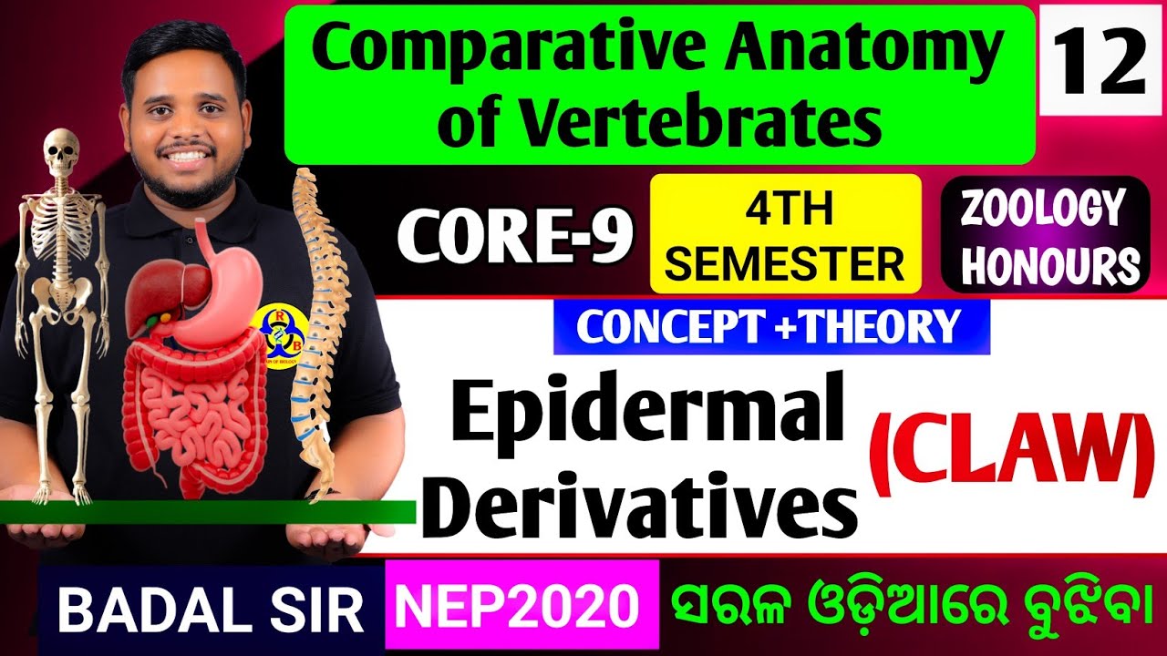 Claw|Epidermal derivatives|Derivatives of Integument|Zoology honours core9|4th semester zoology 