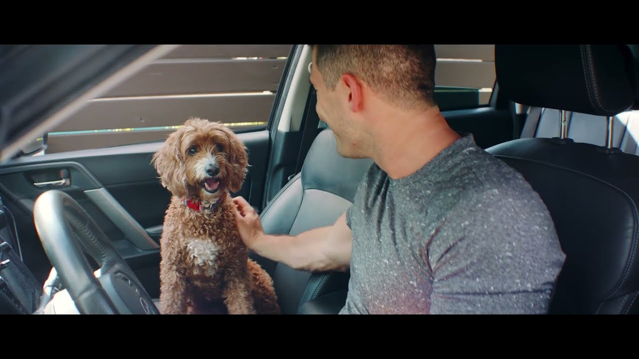 The Ultimate Pet Care Routine for Active Dogs | ZYMOX Products