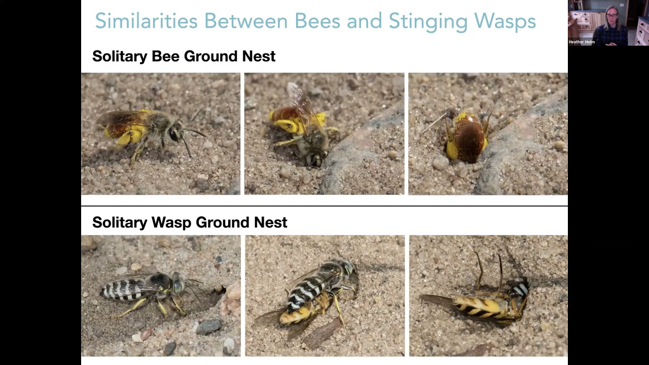 Wasps: Their Biology, Diversity and Role as Beneficial Insects and Pollinators of Native Plants