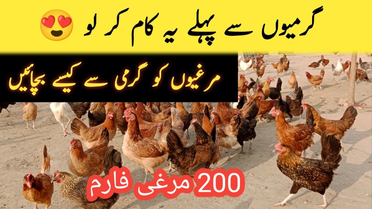 How to protect chickens from heat //مرغیوں کو گرمی سے کیسے بچائیں  #piplanaseel786