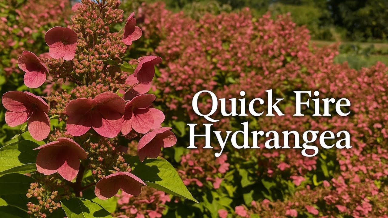 From Grass to Garden Paradise | Planting Quick Fire Hydrangeas 🪷Winterberry & Ornamental Grasses🌿