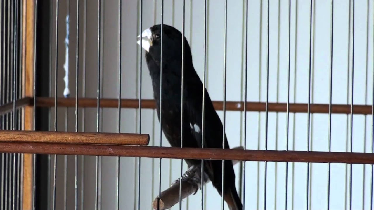 Bicudo Alapaki canto flauta ponteado