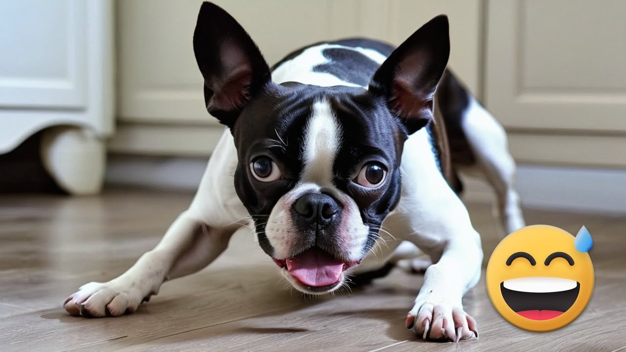 Funny Videos with Boston Terriers | Compilation 😂