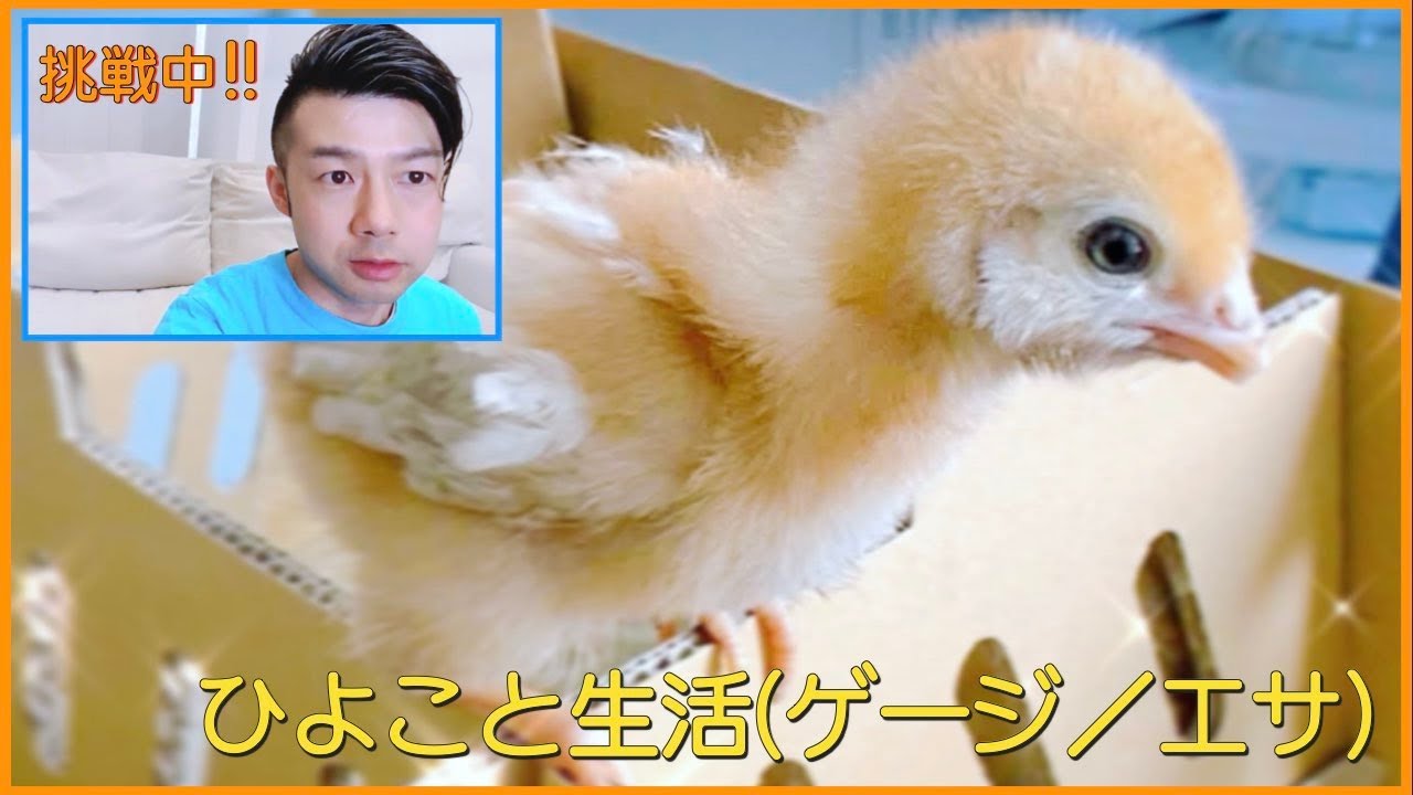 🐣ひよこと生活🐣《ケージ／エサの作り方》（和太鼓打ち竹内孝志）