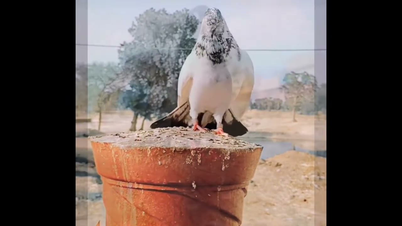 ت١٦ فيلم وثائقي:(مملكة الطيور وعالم من الألغاز والأحاجي العجيبة)