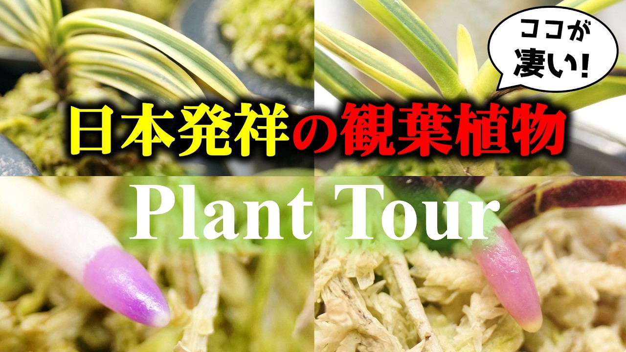 300年以上の歴史…！愛され続ける”日本発祥の観葉植物”のコレクション性がレベチだった♪【富貴蘭】