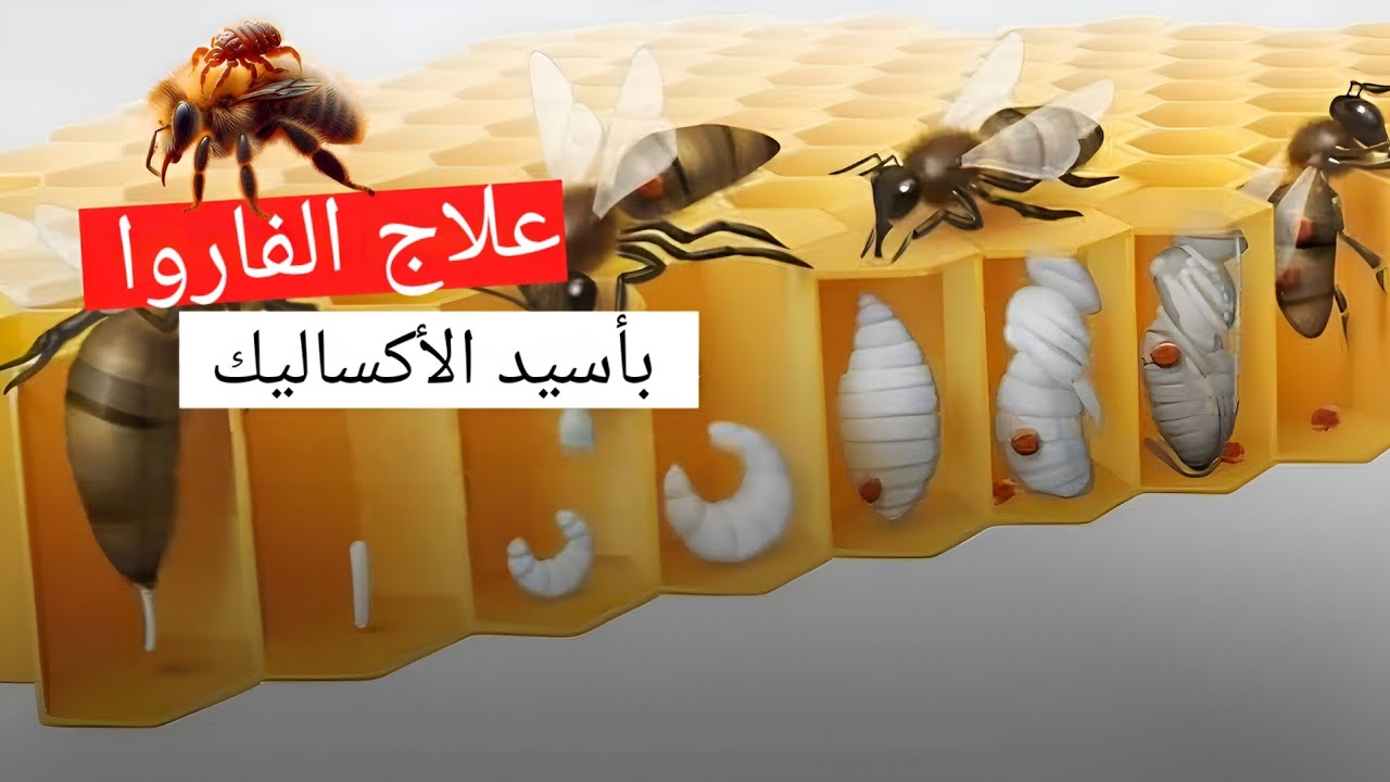 طريقة التخلص من الفاروا في خلايا النحل بسهولة 