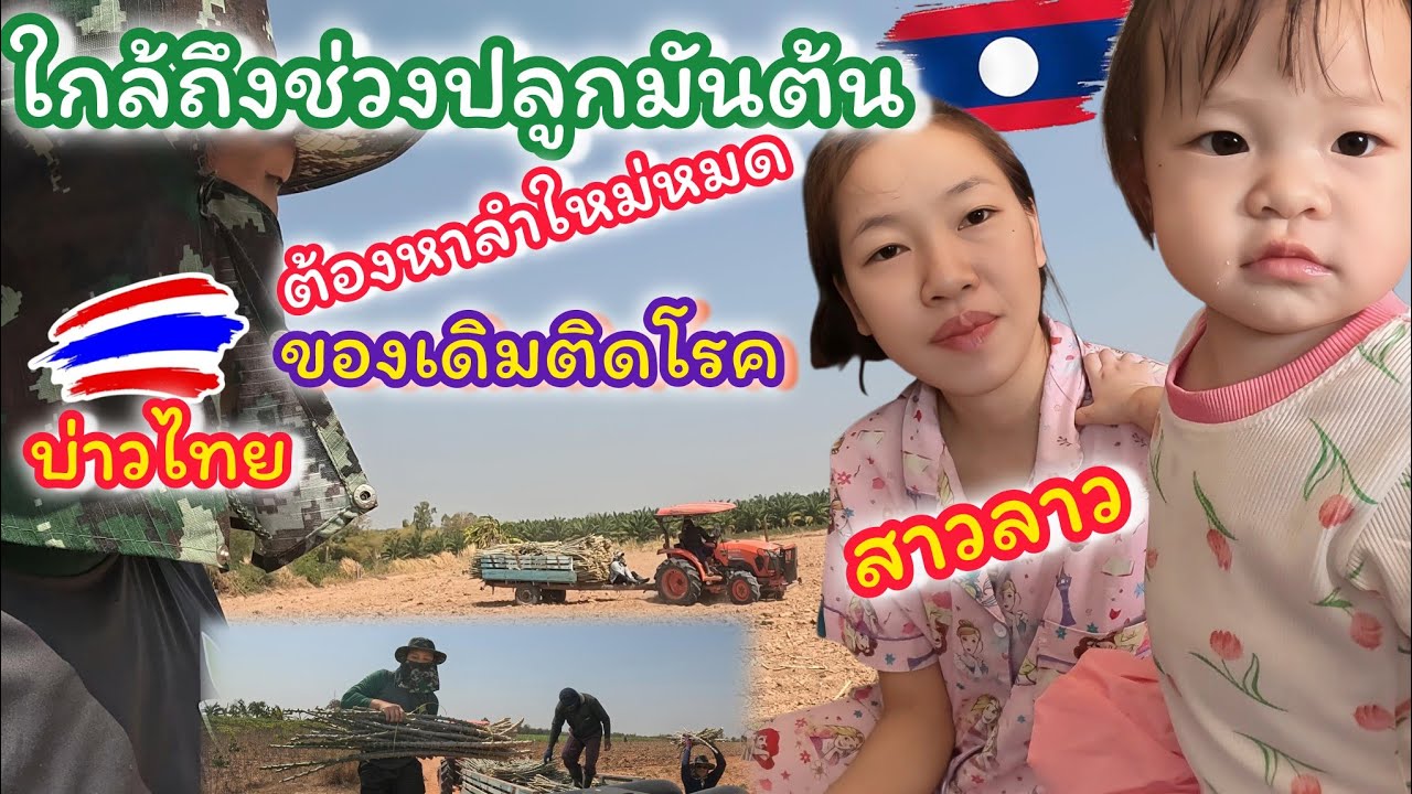 ต้องหาพันธ์มันต้นใหม่ ของเดิมติดโรคหมด #สาวหงคำบ่าวทีม 🇹🇭🇱🇦