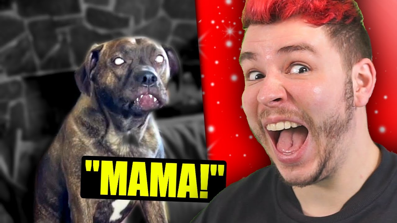Begegne NIEMALS diesem Hund Nachts 🤪 Sev reagiert auf die LUSTIGSTEN TikToks