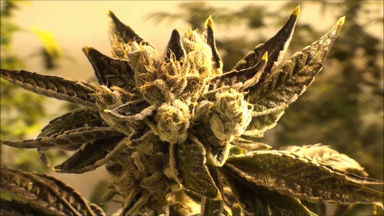 OG Kush Hydro Grow 1,    8 weeks