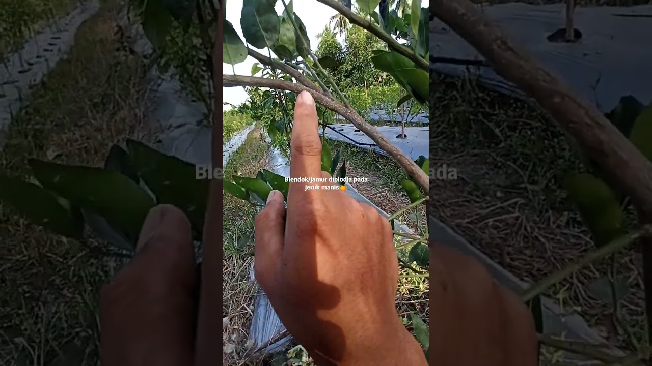 blendok/jamur diplodia pada tanaman jeruk manis🍊