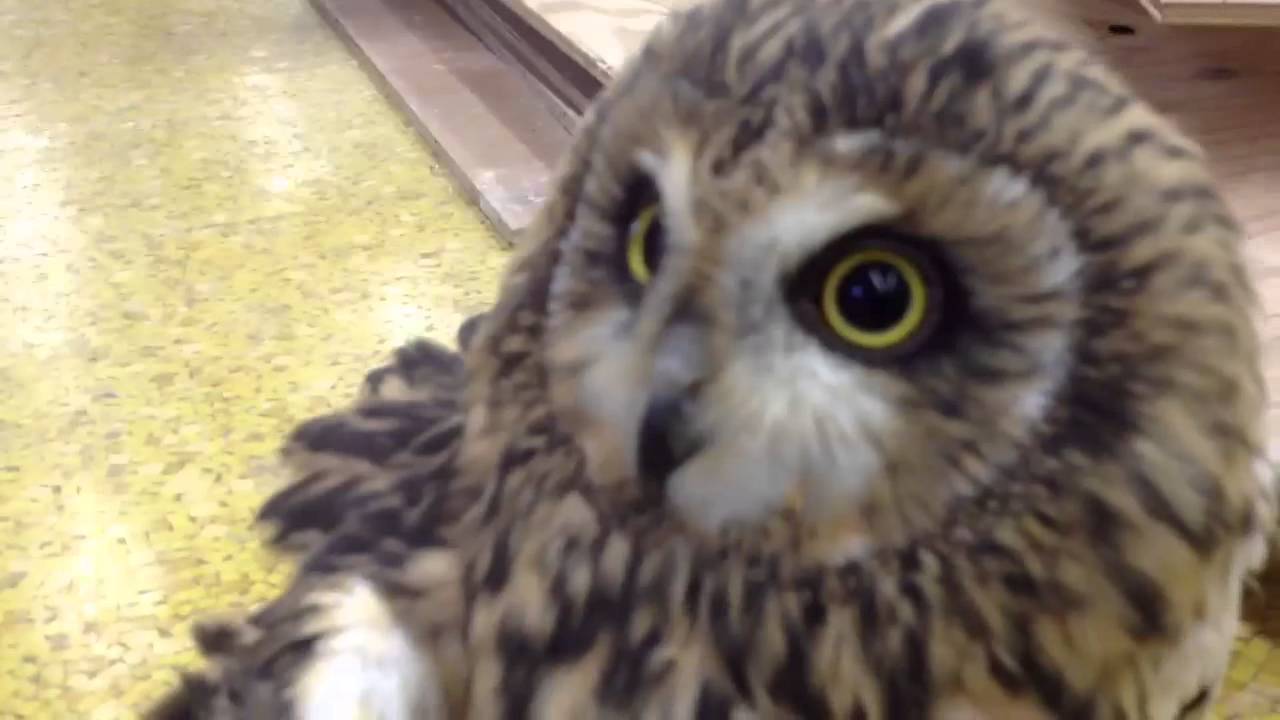 【呼べば飛んで来る、コミミズク】　The short-eared owl