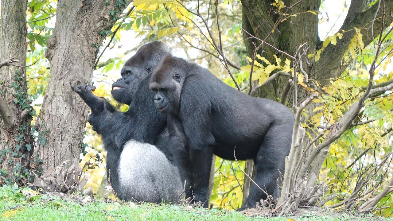 Excited Female Gorilla Disturbs Baby’s Sleep, Upsetting Dalila