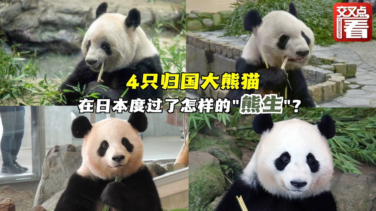4只旅日大熊猫将归国 日本粉丝含泪送别：希望它嫁人生子过得好！