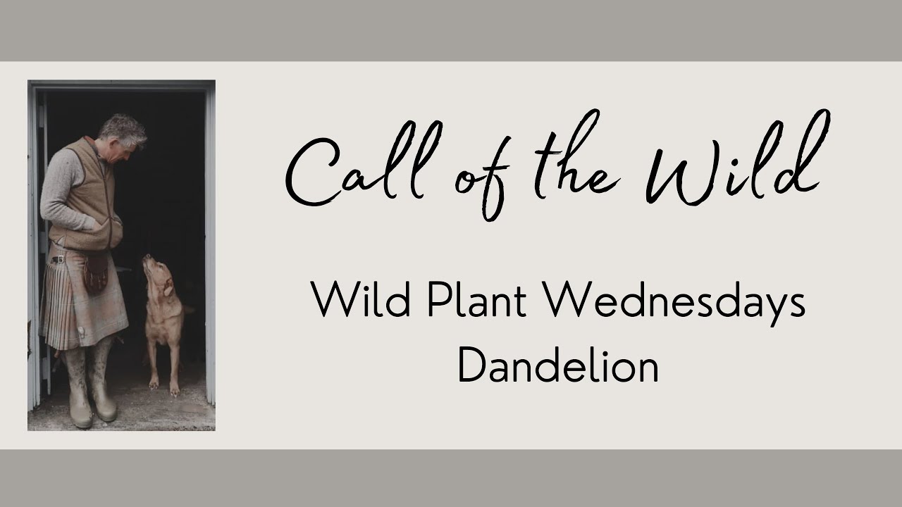 Wild Herb Wednesdays: Dandelion