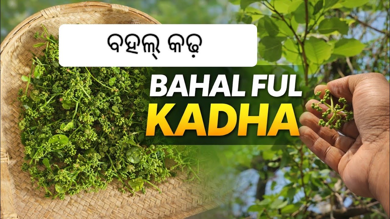 ବହଲ୍ କଢ଼। A seasonal , authentic ପଶ୍ଚିମ ଓଡ଼ିଶା  ର recipe। Bahal kadha saga । #fullvideo 