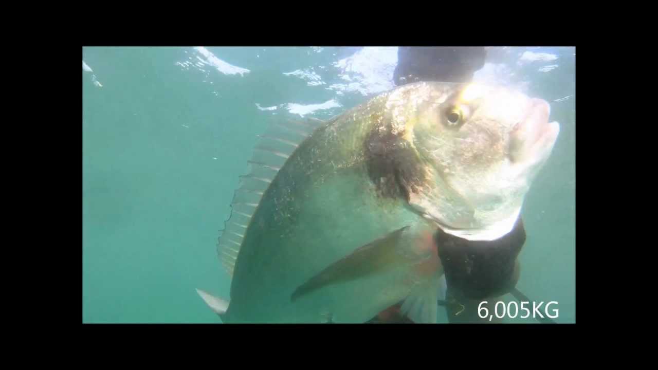Caça sub Dourada 6Kg e anchova 8,6Kg