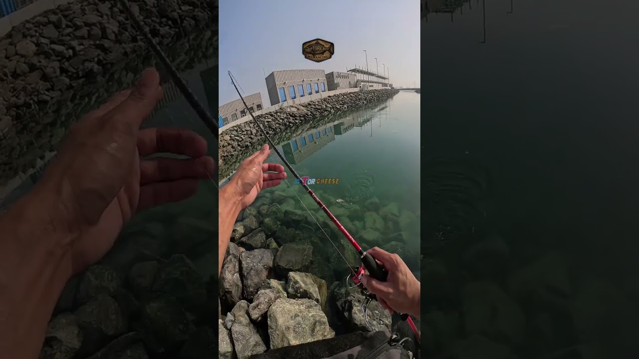 Harvesting the sea bream at Abu dhabi