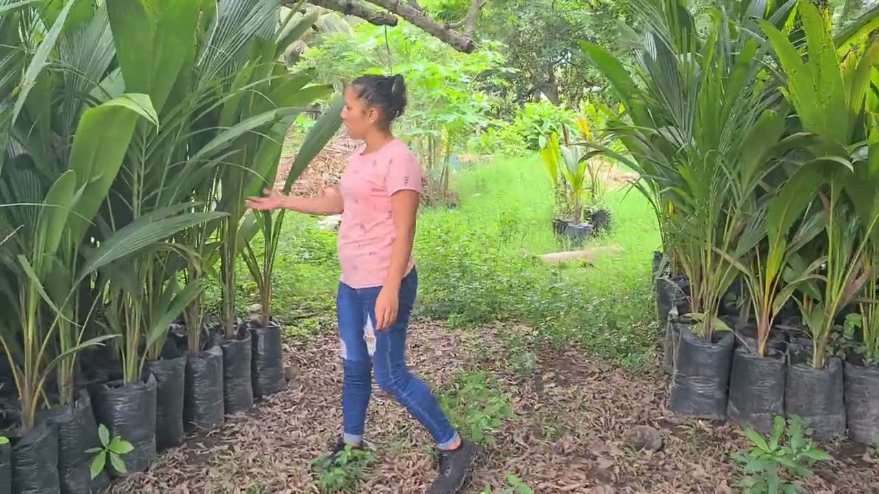 Tenemos Bonita Plantacion de Cocos ala Venta