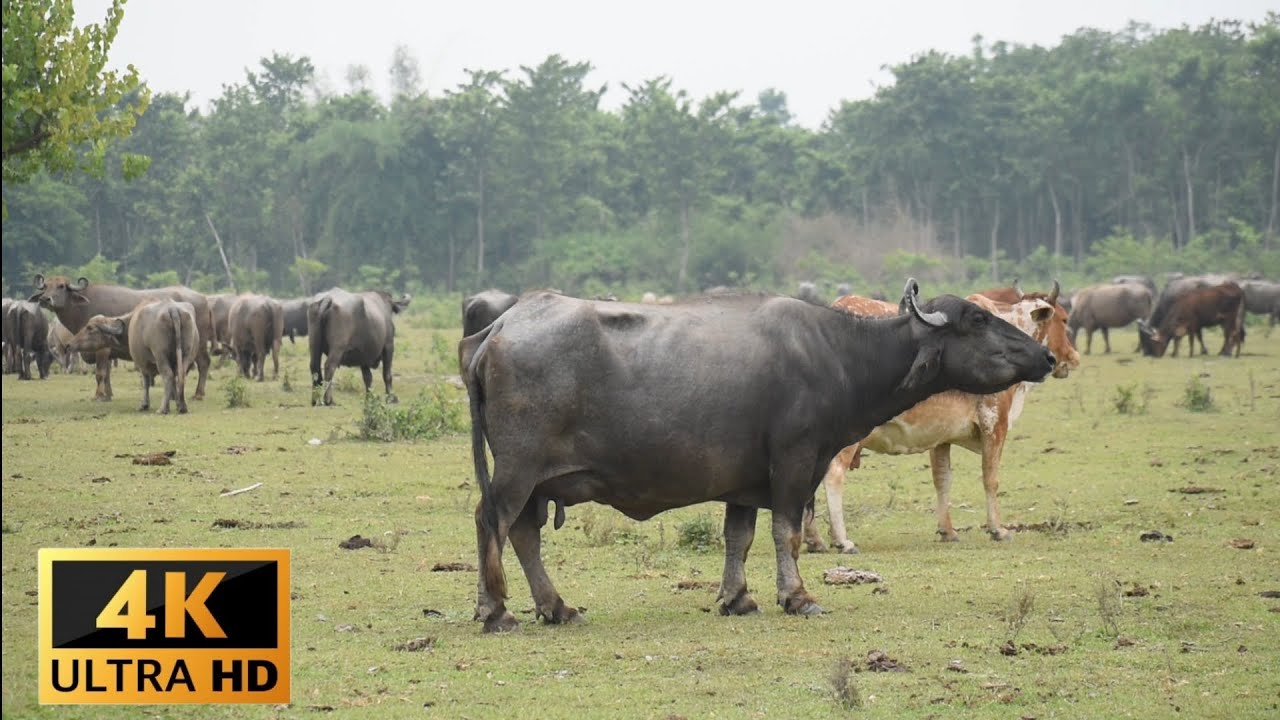 Beautiful nature and animals 🐃 cow and buffaloes #animals #cow #nature #wildlife #4k