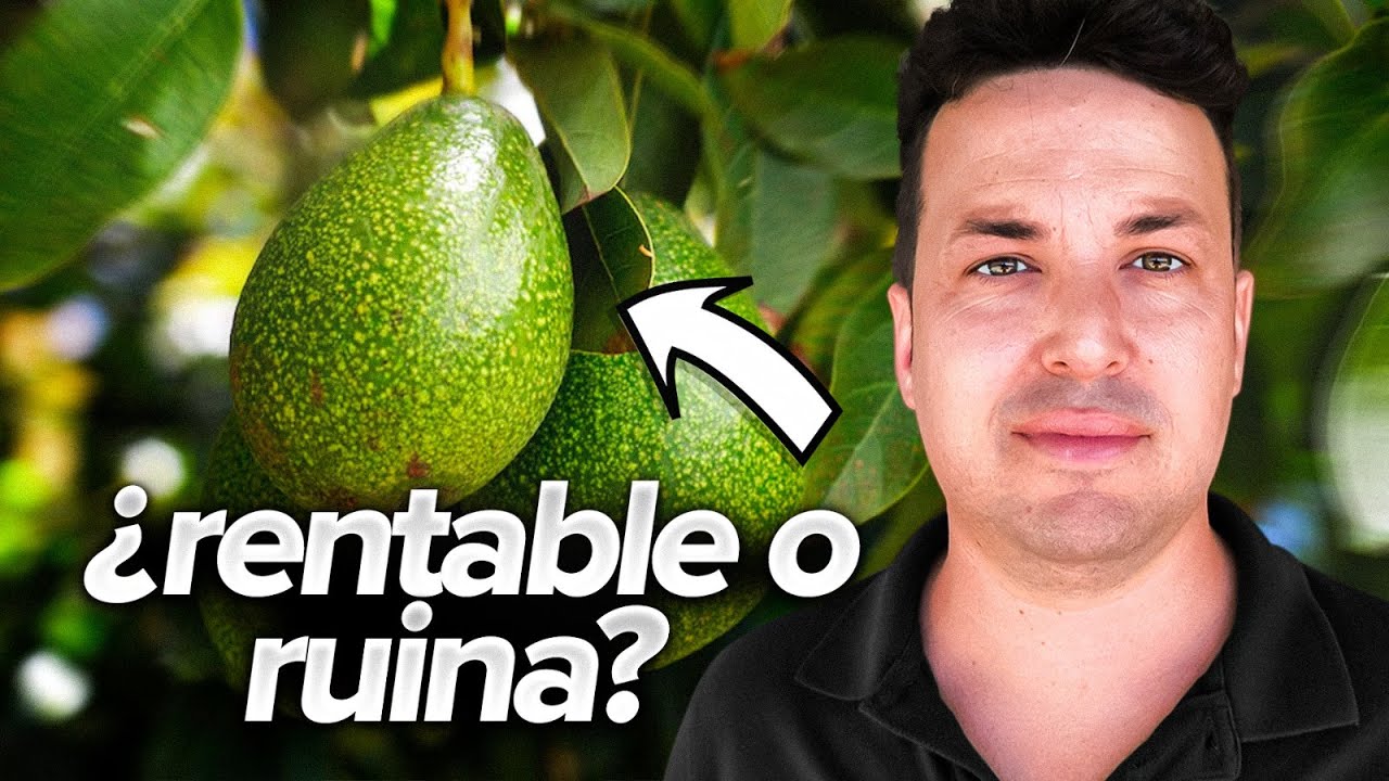 🥑 Experto en AGUACATES nos desvela CÓMO montar una PLANTACIÓN RENTABLE