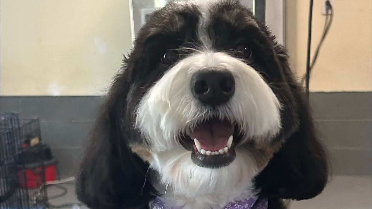 Bernedoodle Dog Grooming